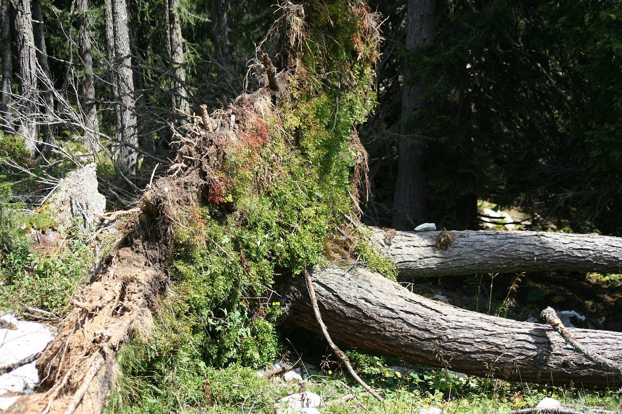 forêt après la tempête