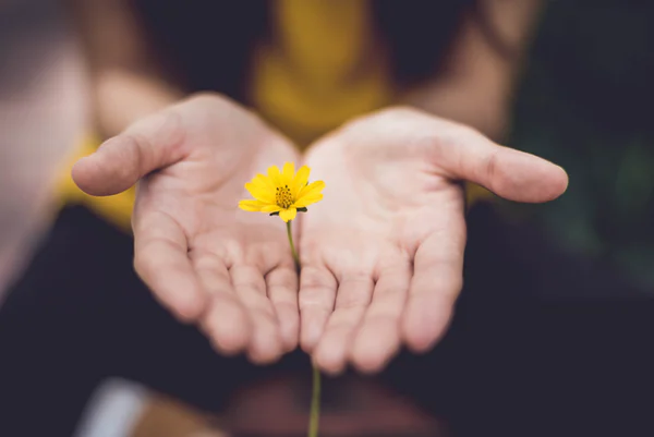 fleur dans les mains 