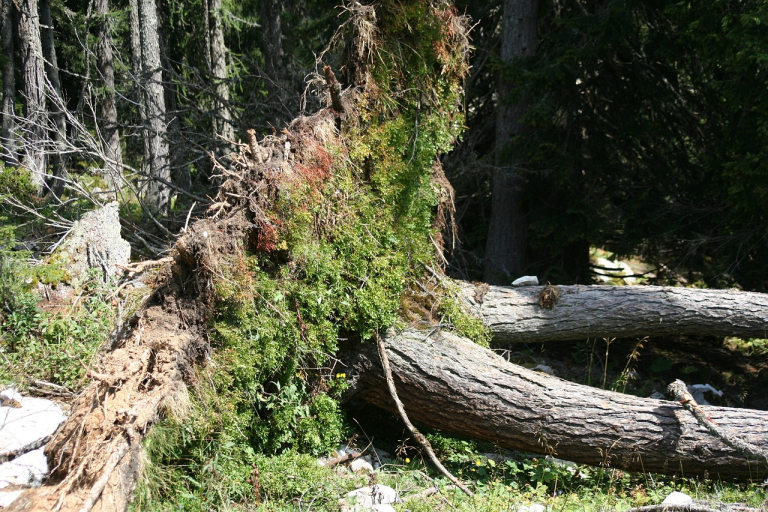 forêt après tempête