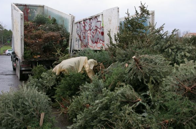 sapin de Noel après les fêtes