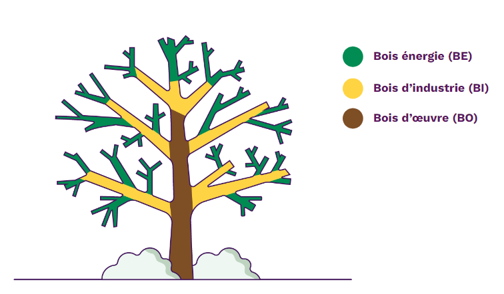 biomasse 